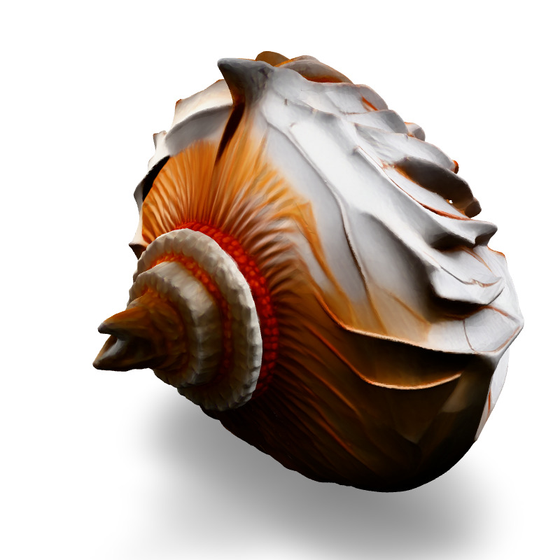 Realistic 3D Seashell Model Low-poly 3D model_1