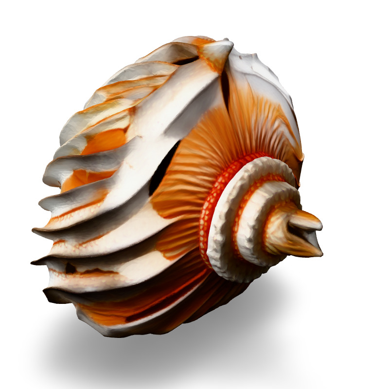 Realistic 3D Seashell Model Low-poly 3D model_2