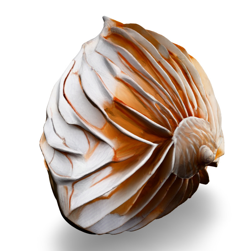 Realistic 3D Seashell Model Low-poly 3D model_4
