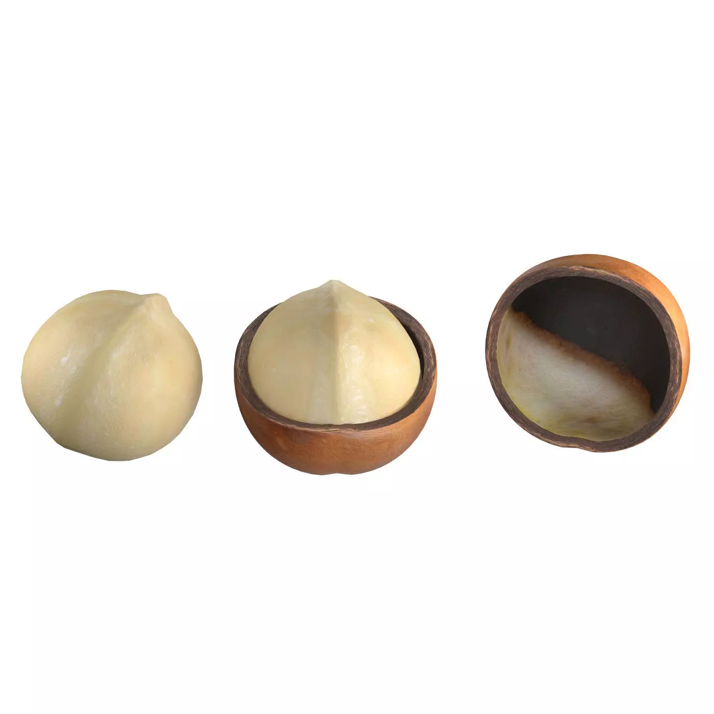 Macadamia Nut kernel and half  Low-poly 3D model_0