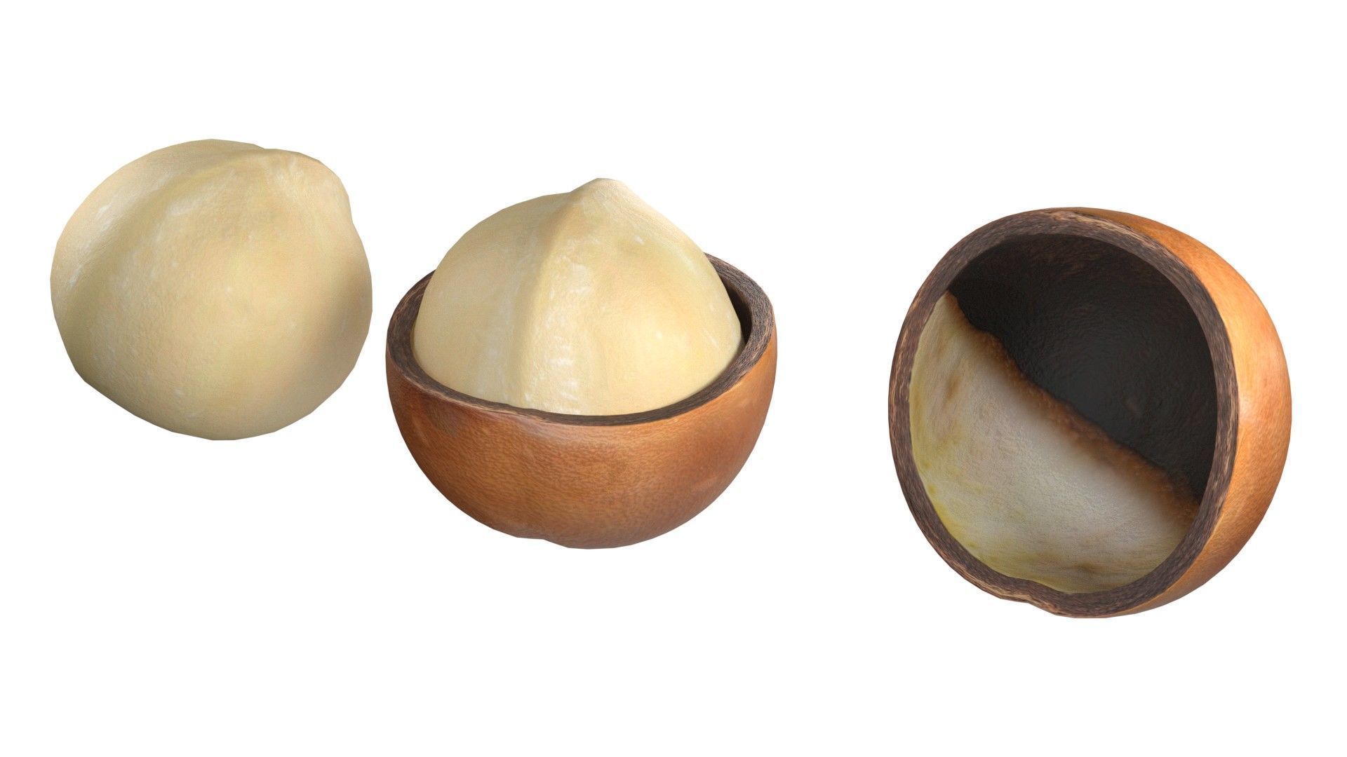 Macadamia Nut kernel and half  Low-poly 3D model_2
