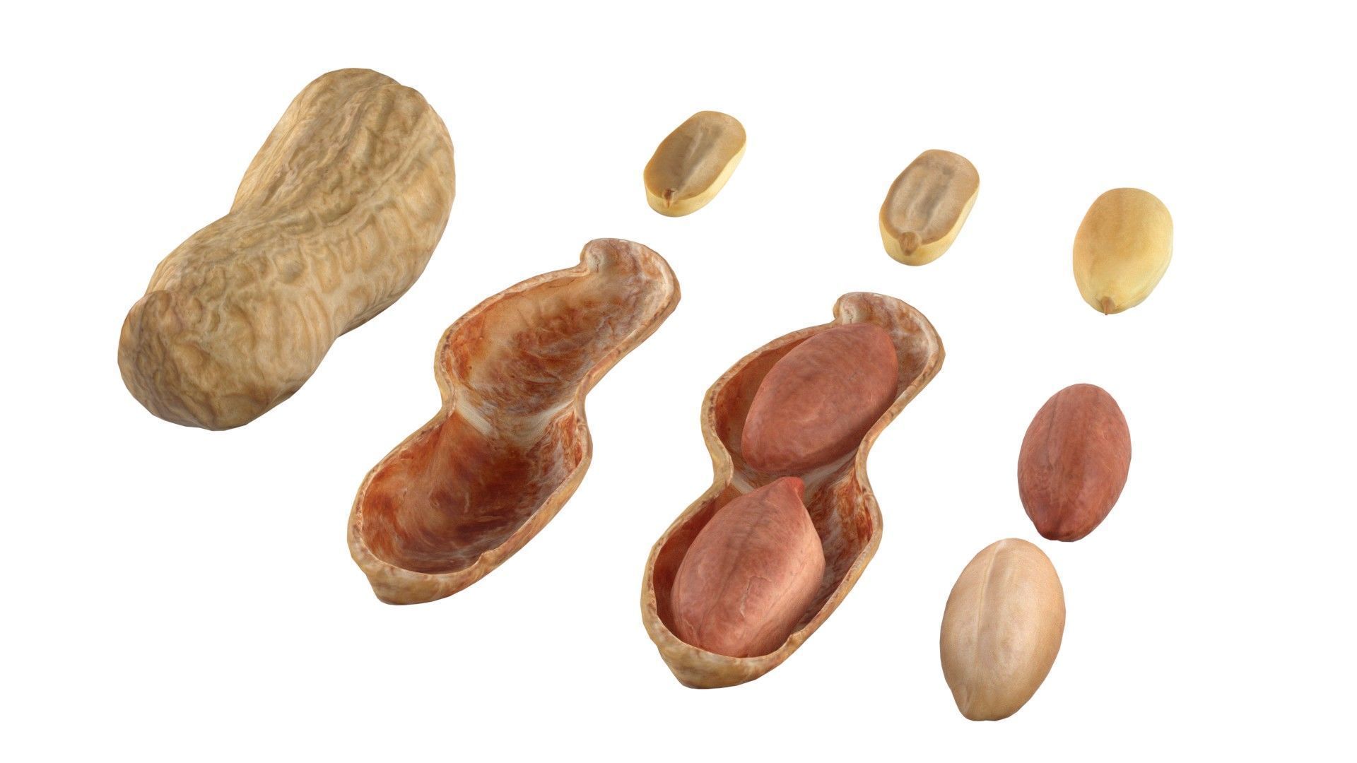 Peanut collection  Low-poly 3D model_1