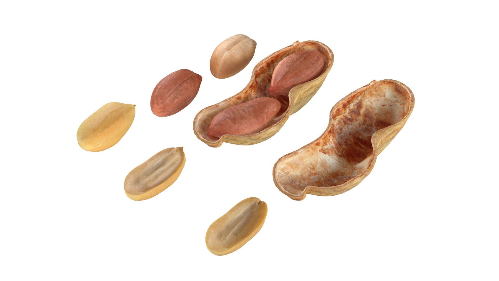 Peanut collection  Low-poly 3D model_5