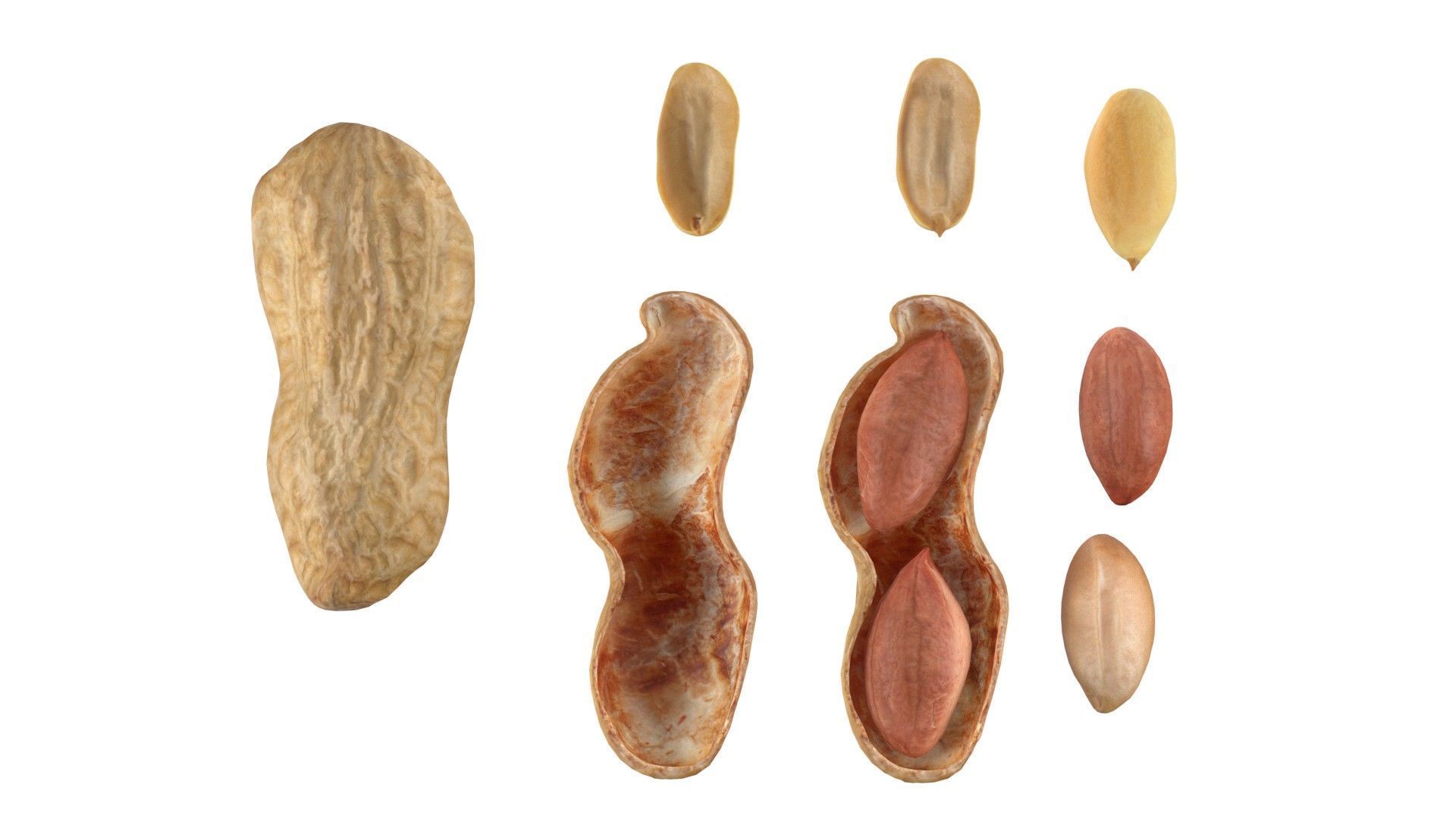 Peanut collection  Low-poly 3D model_2