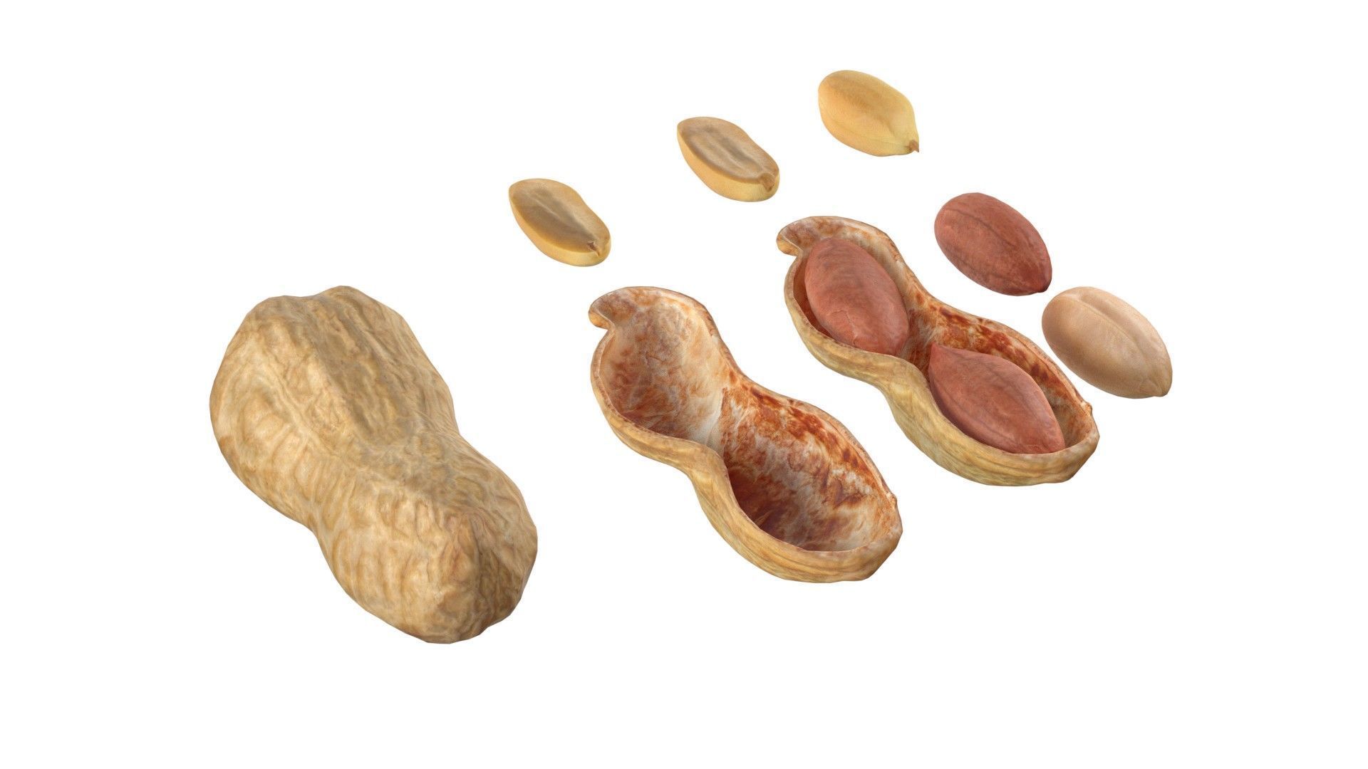 Peanut collection  Low-poly 3D model_3
