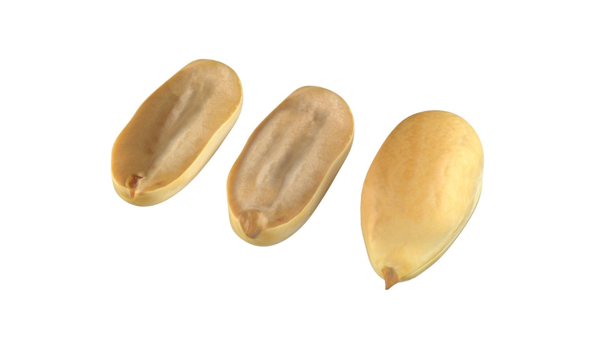 Peanut kernel white  Low-poly 3D model_1