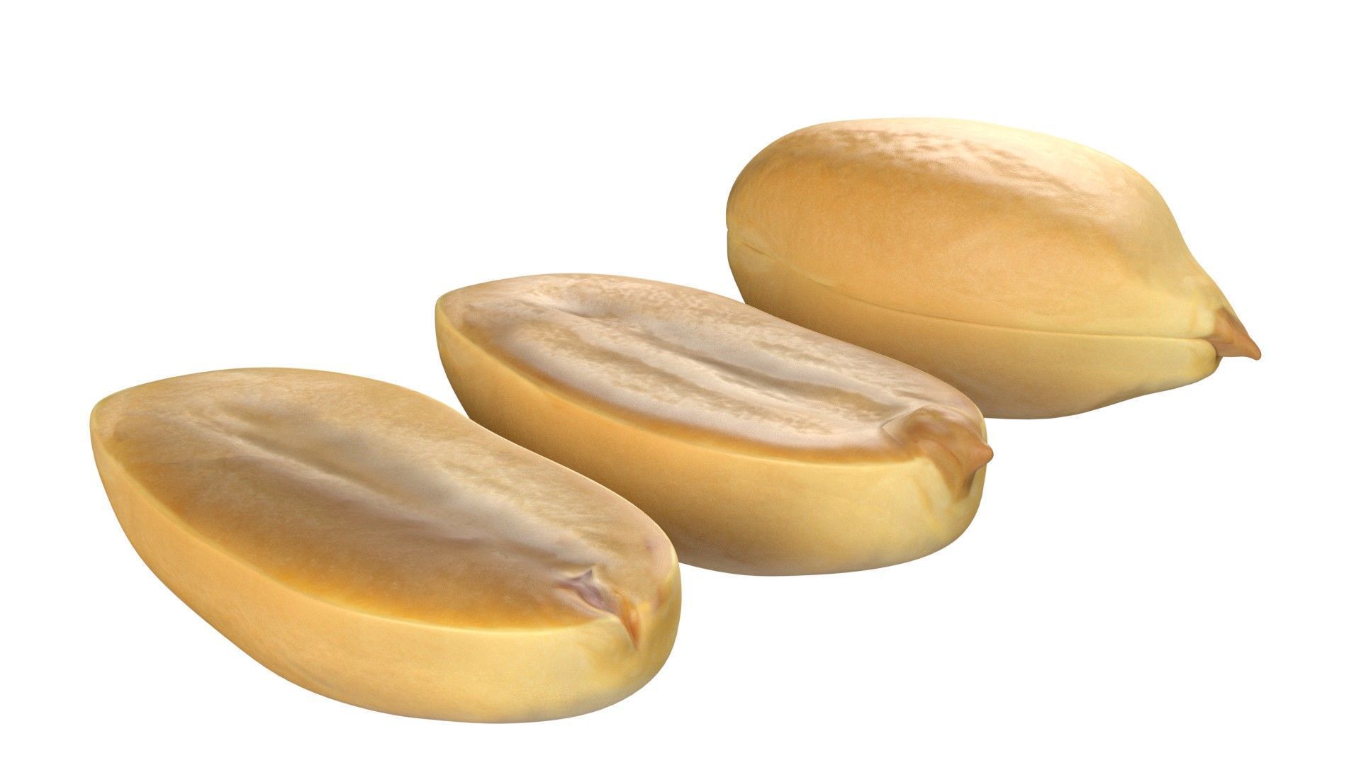 Peanut kernel white  Low-poly 3D model_6