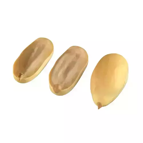 Peanut kernel white  Low-poly 3D model