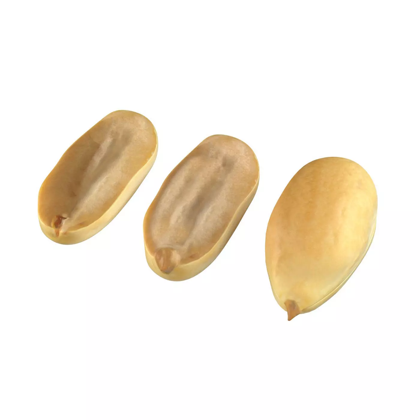 Peanut kernel white  Low-poly 3D model_0
