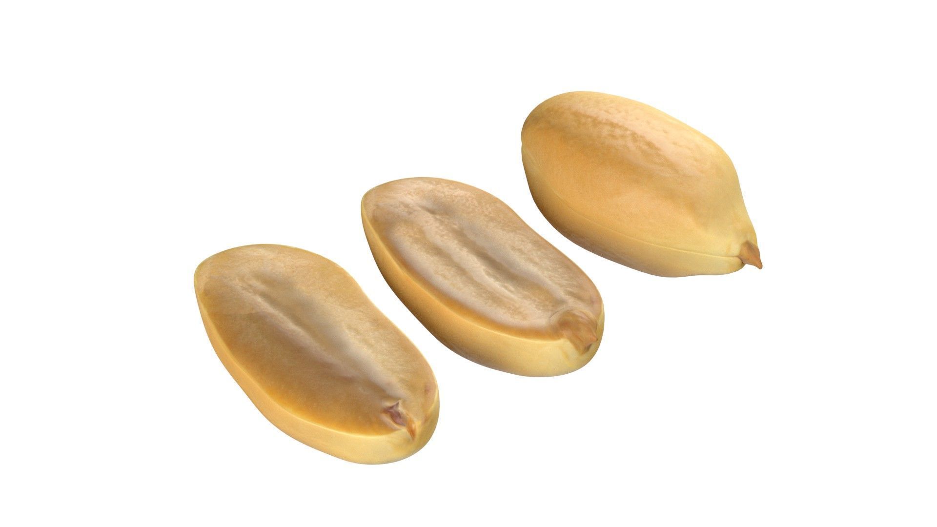 Peanut kernel white  Low-poly 3D model_3