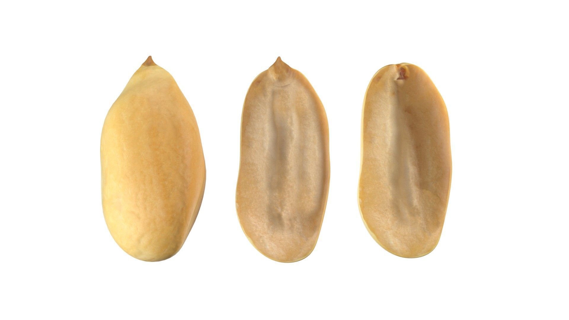 Peanut kernel white  Low-poly 3D model_4