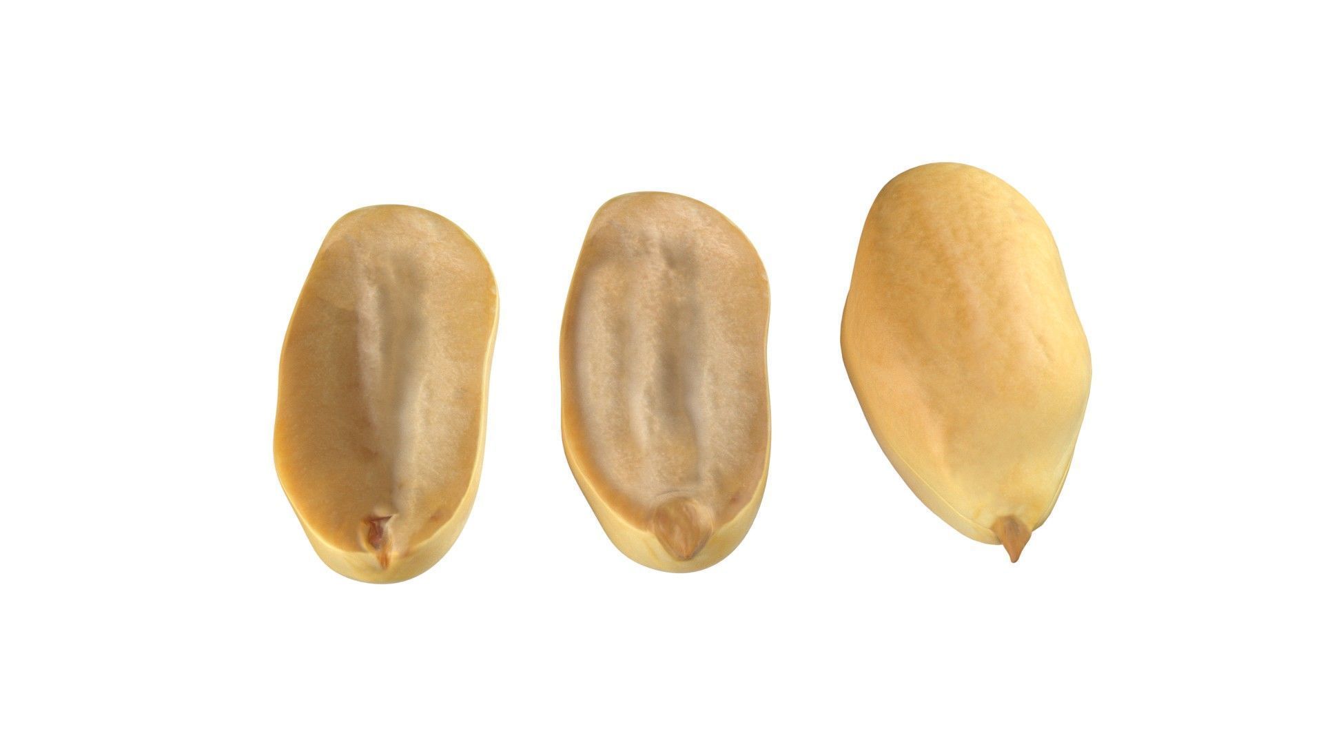Peanut kernel white  Low-poly 3D model_2