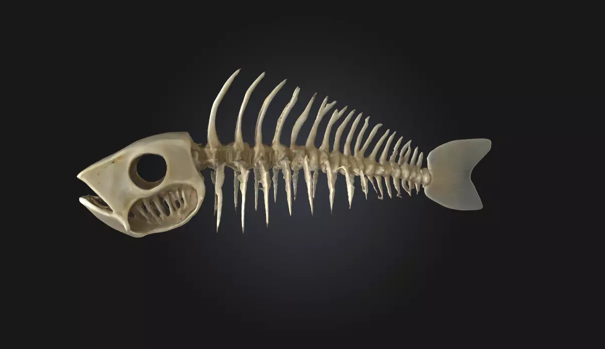 Fish Fossil Skeleton Ancient Prehistoric Remains 3D model