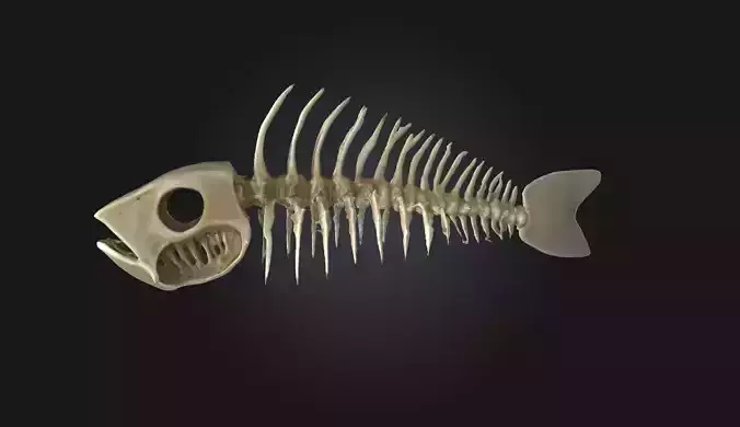 Fish Fossil Skeleton  Ancient Prehistoric Remains