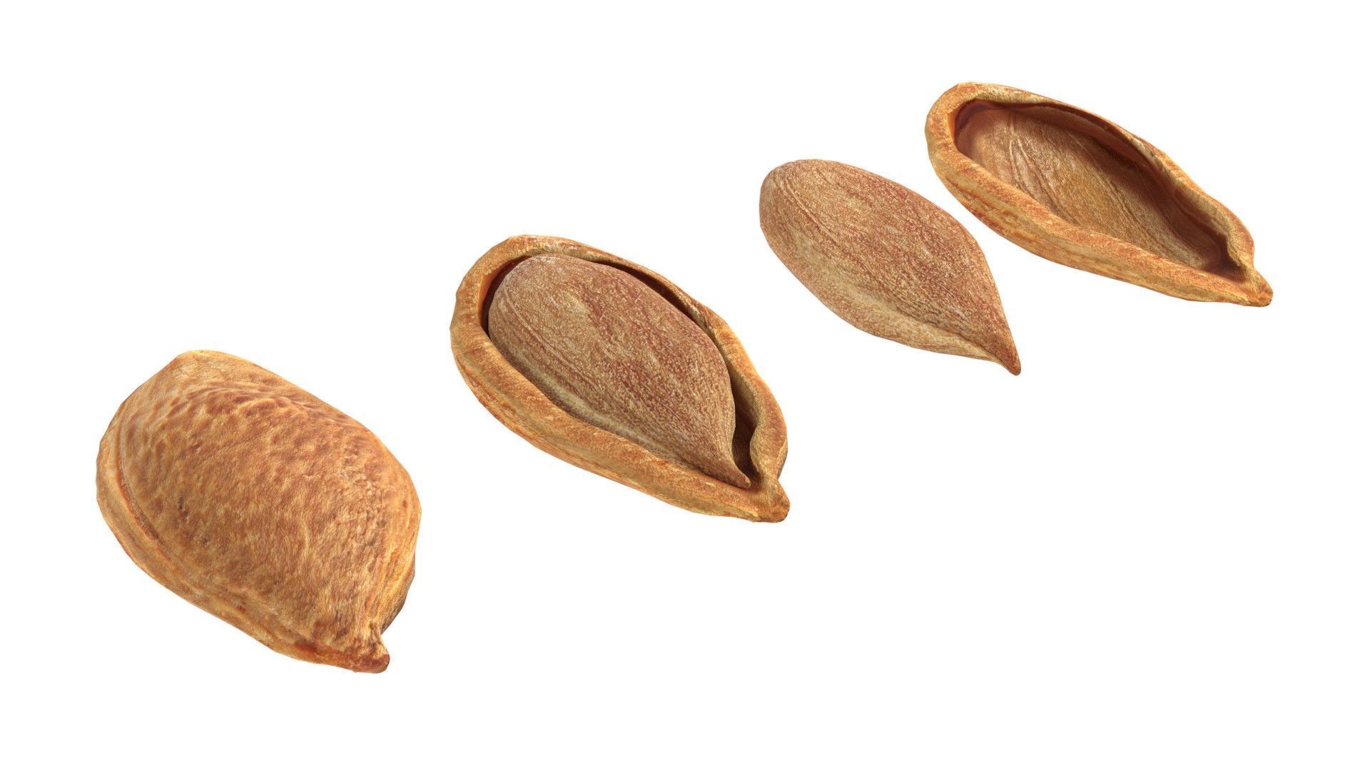 Plum Seed  Low-poly 3D model_4