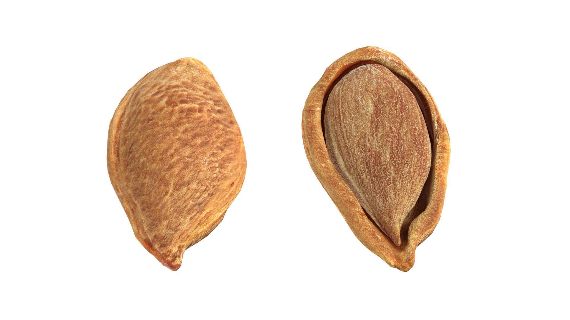 Plum Seed  Low-poly 3D model_2