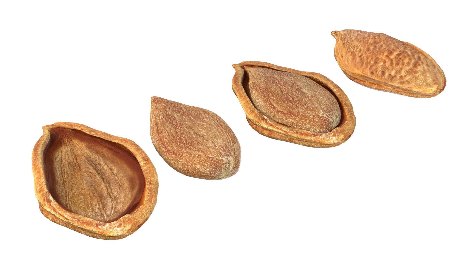 Plum Seed  Low-poly 3D model_5