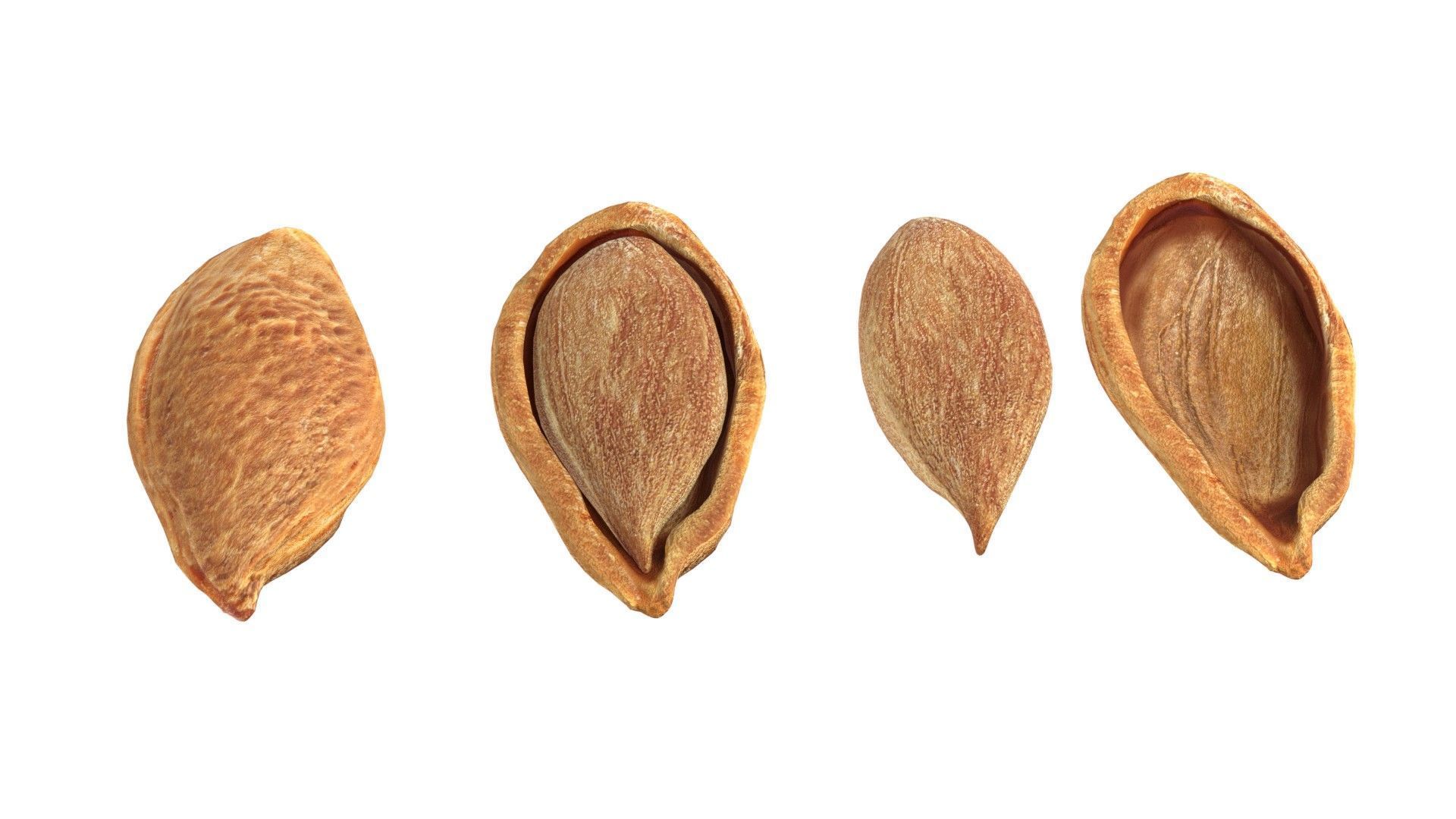 Plum Seed  Low-poly 3D model_1
