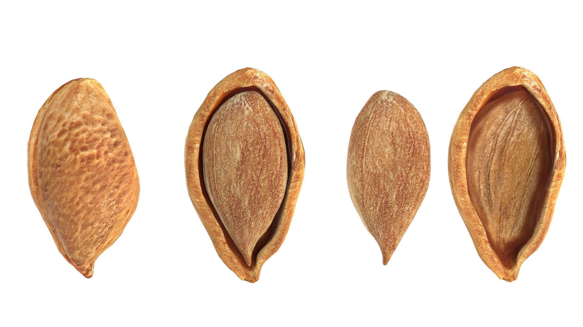 Plum Seed  Low-poly 3D model_6