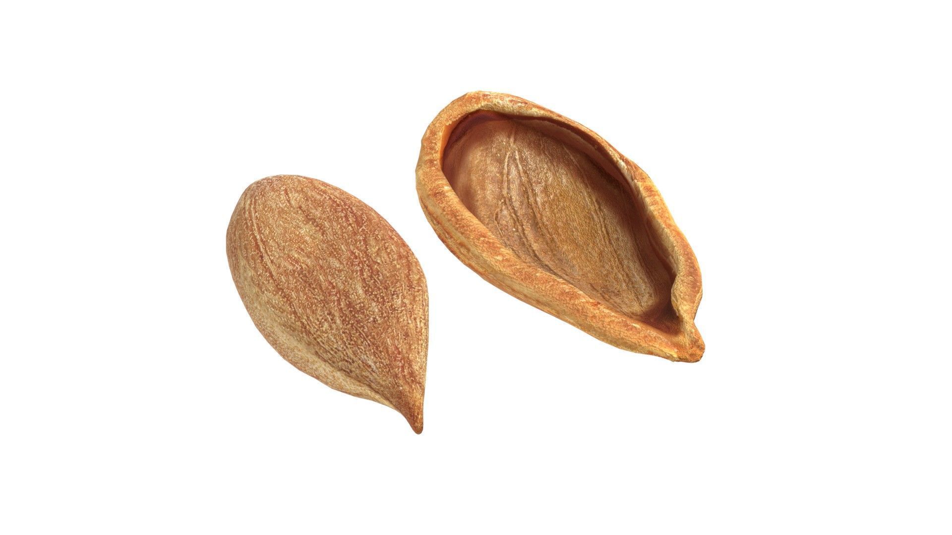 Plum Seed  Low-poly 3D model_3