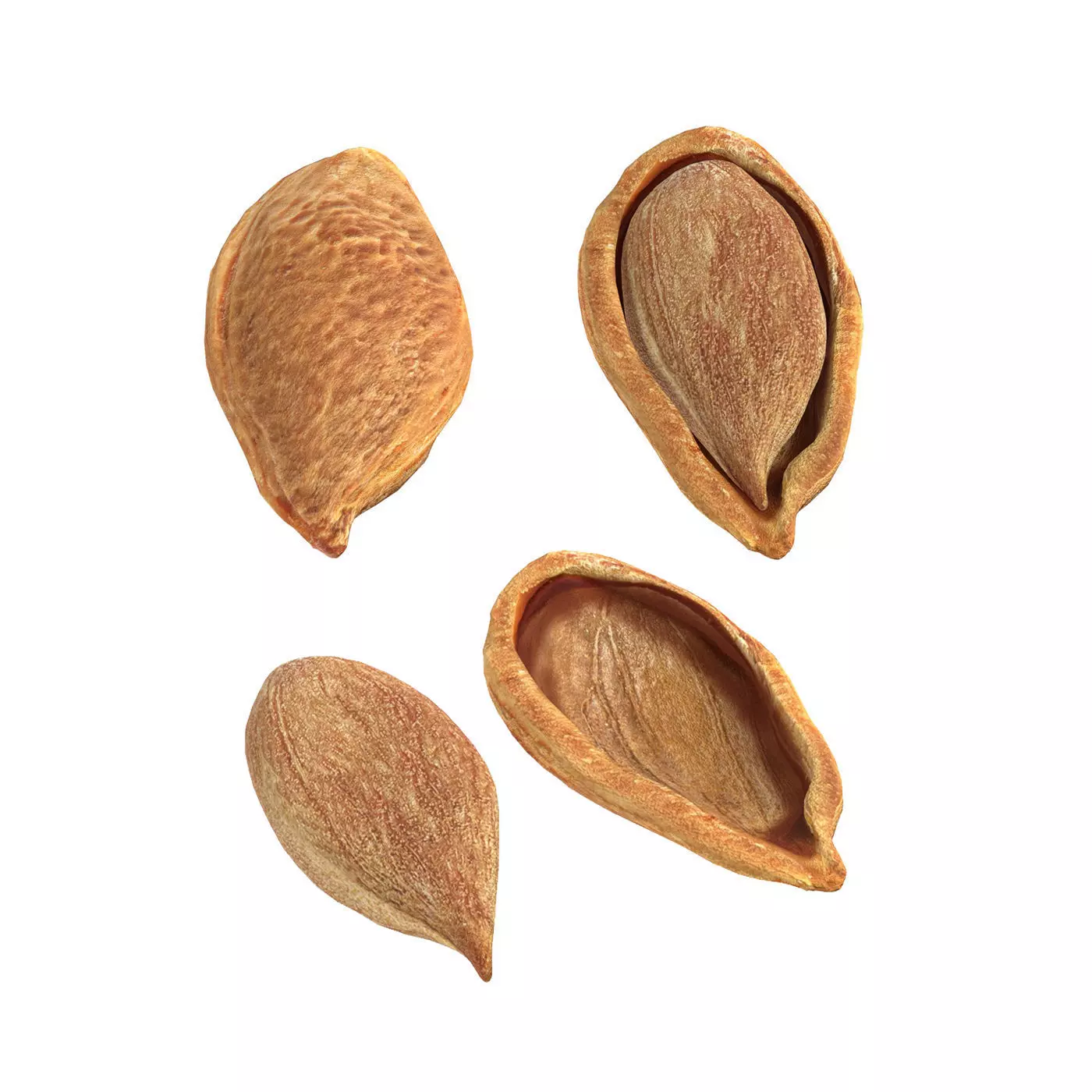 Plum Seed  Low-poly 3D model_0