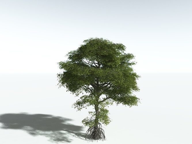 EVERYPlant Red Mangrove -16 Models- 3D model