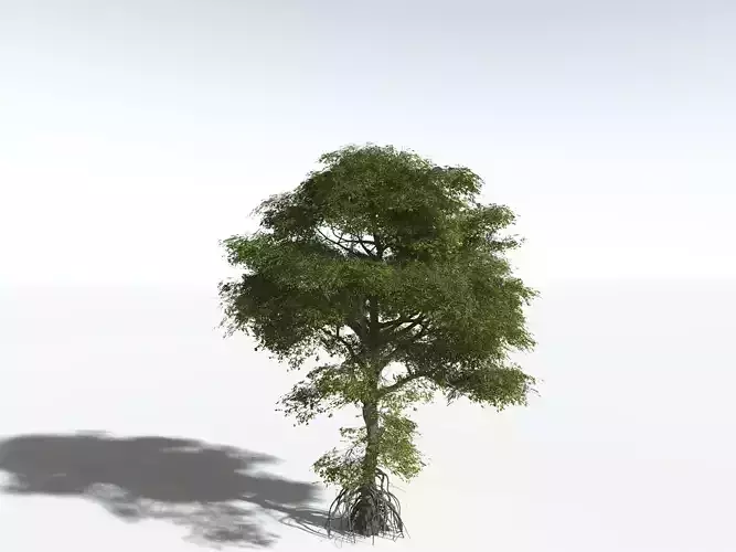 EVERYPlant Red Mangrove