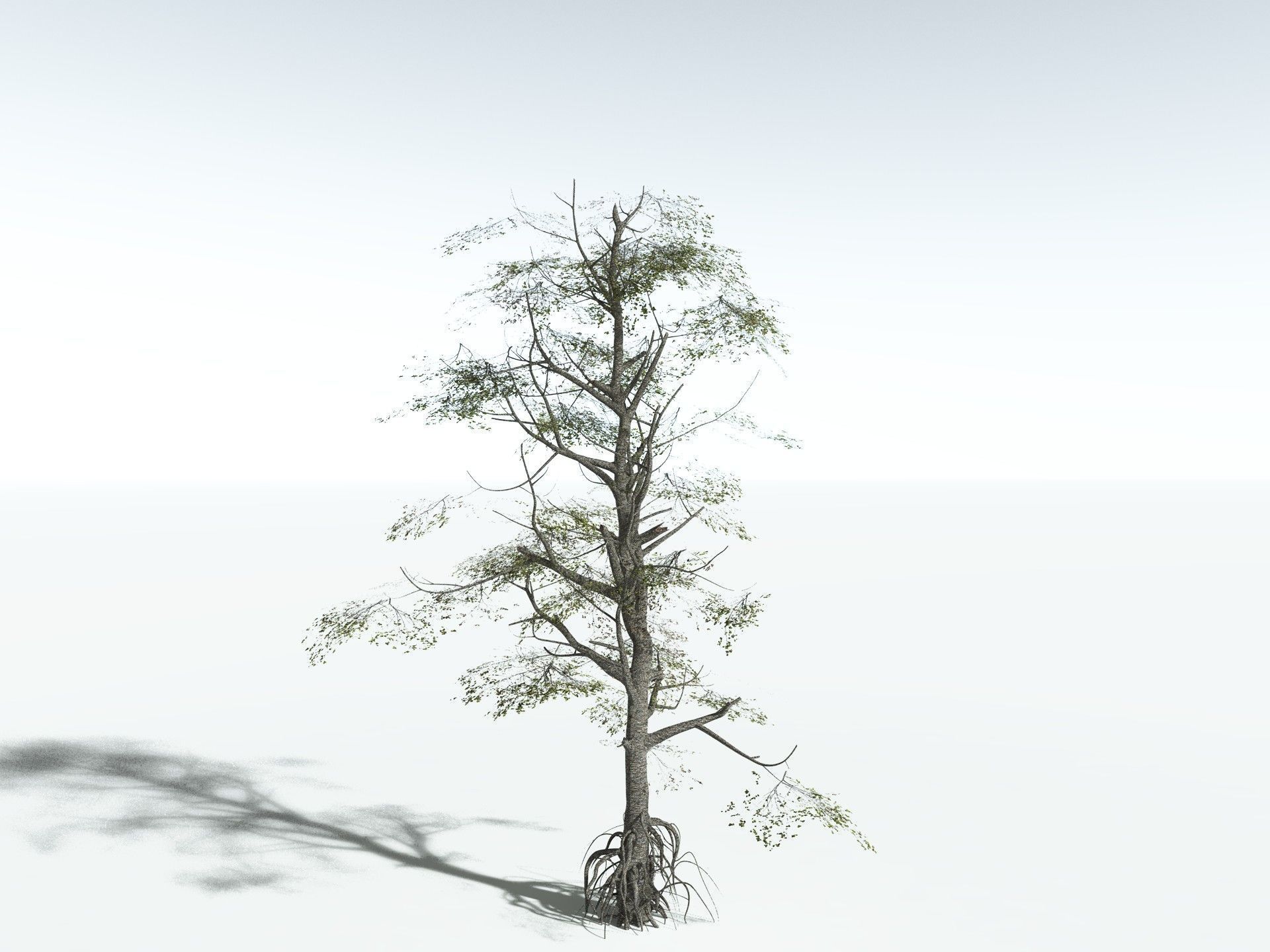 EVERYPlant Red Mangrove 3D model_16