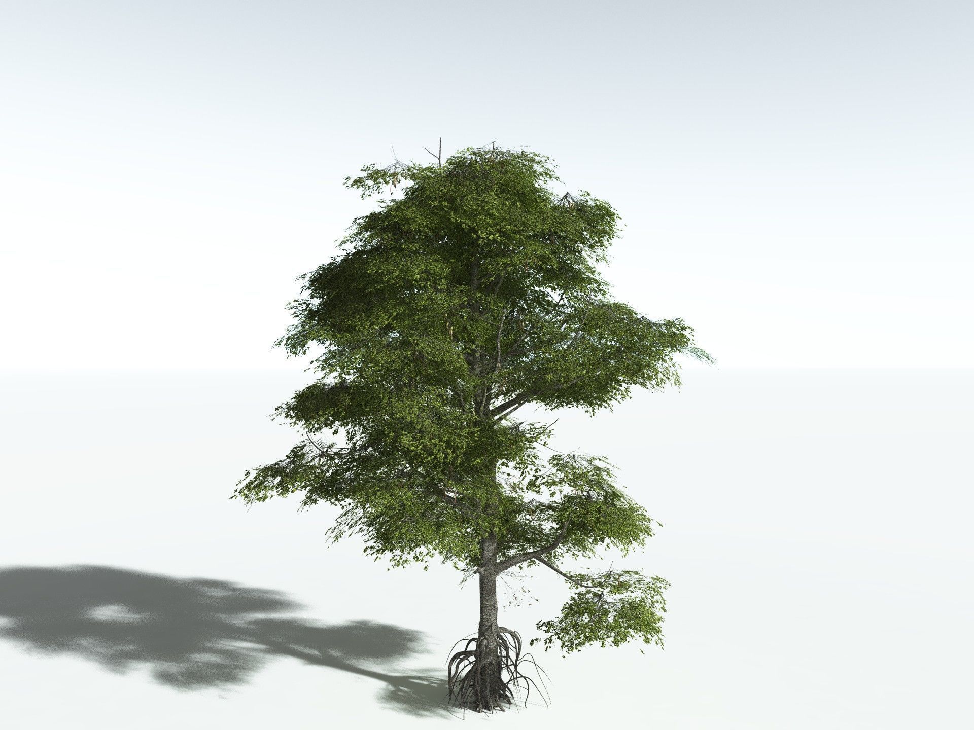 EVERYPlant Red Mangrove 3D model_6