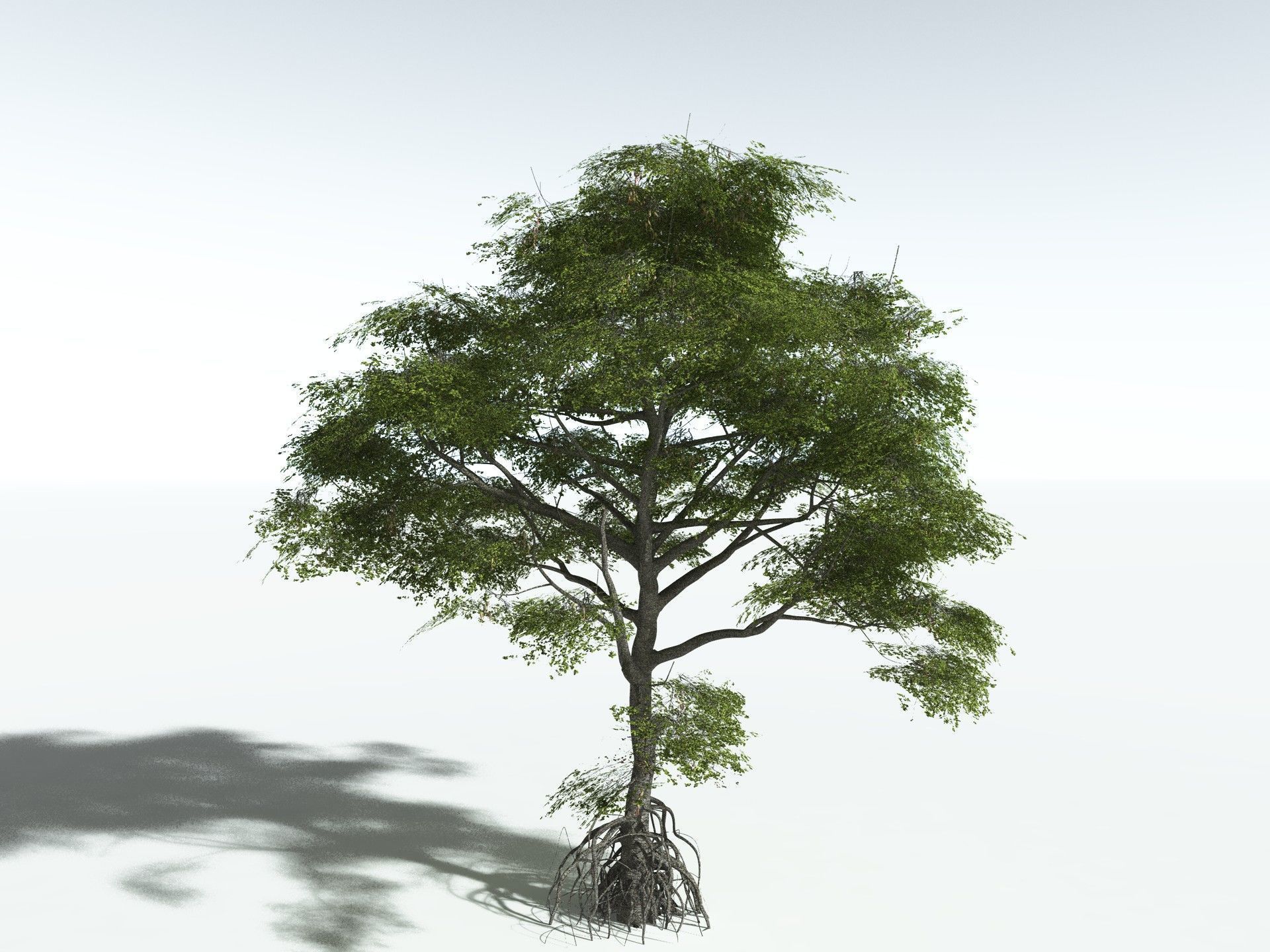 EVERYPlant Red Mangrove 3D model_20
