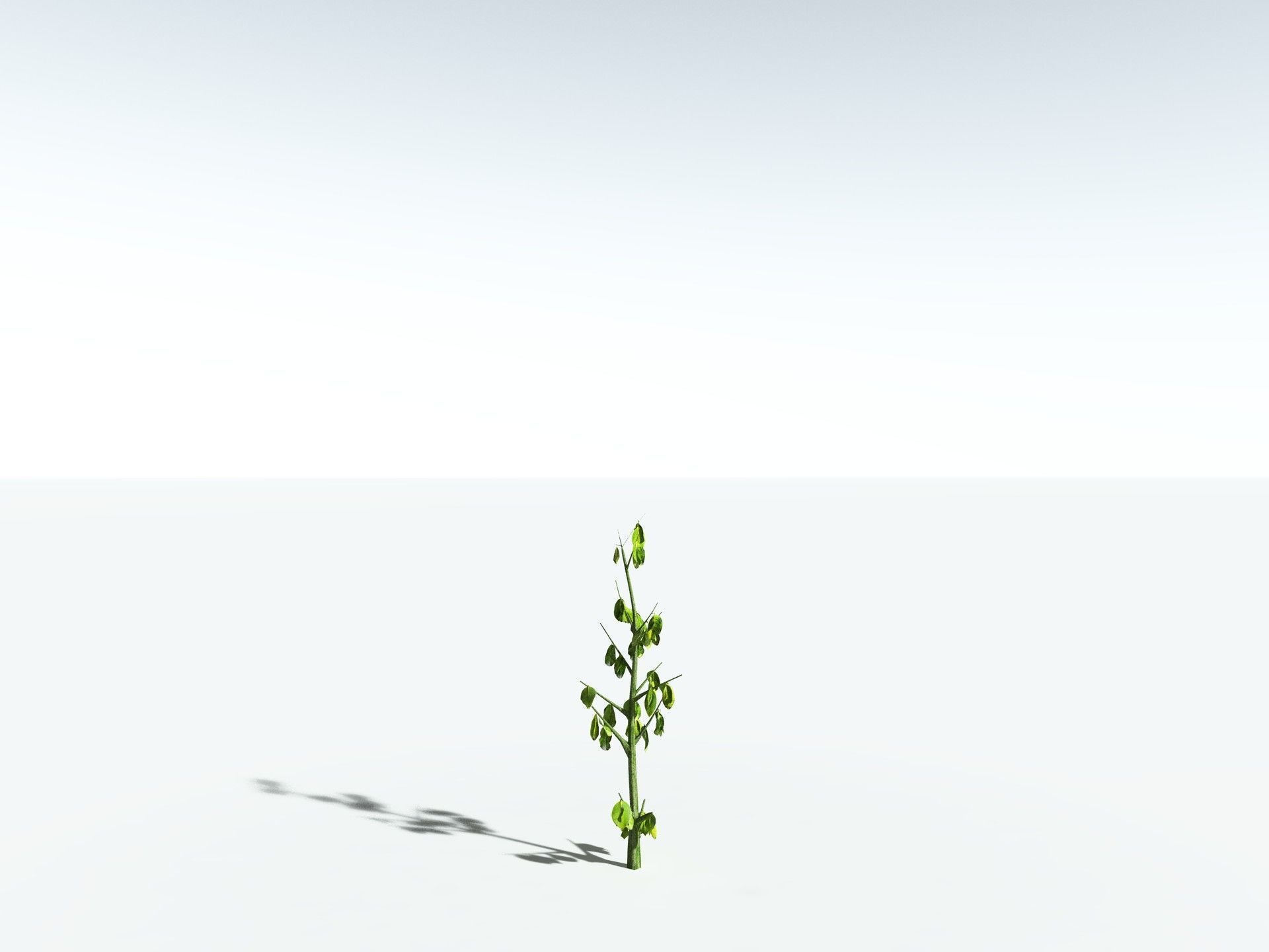 EVERYPlant Red Mangrove 3D model_29