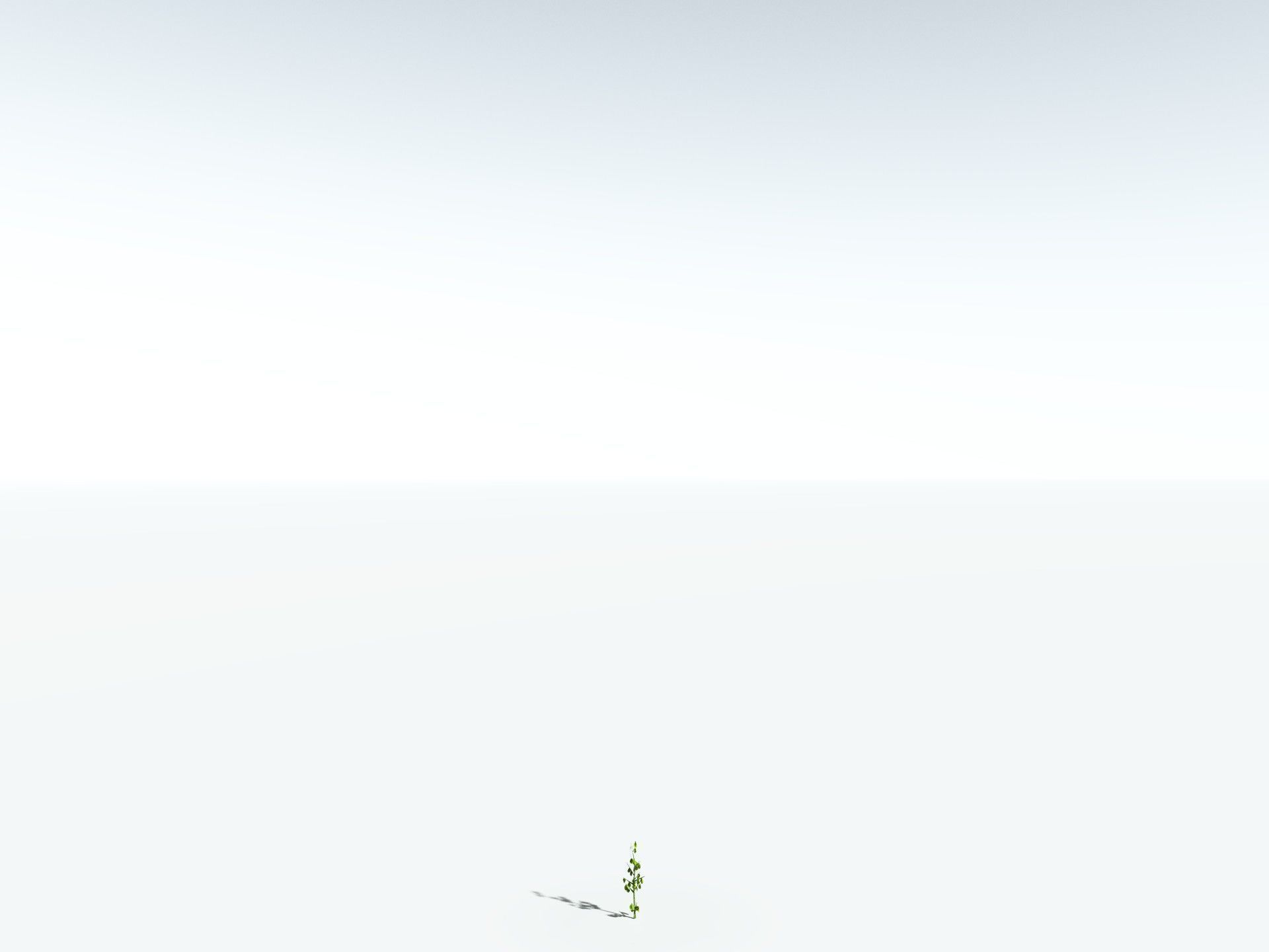 EVERYPlant Red Mangrove 3D model_28