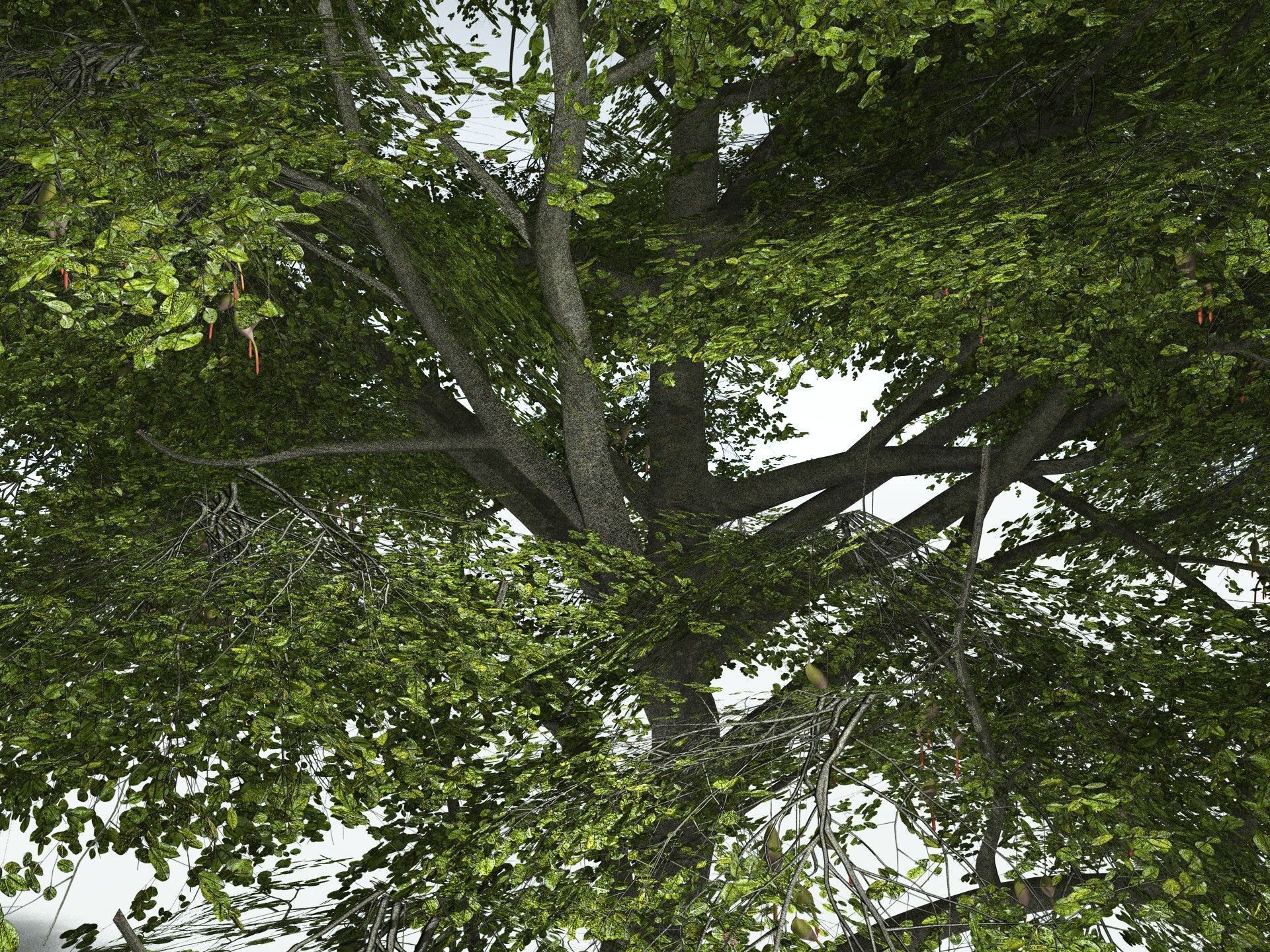 EVERYPlant Red Mangrove 3D model_11