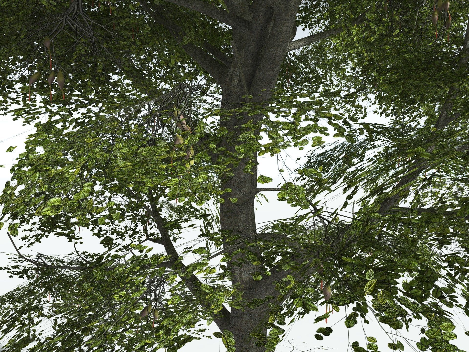 EVERYPlant Red Mangrove 3D model_9