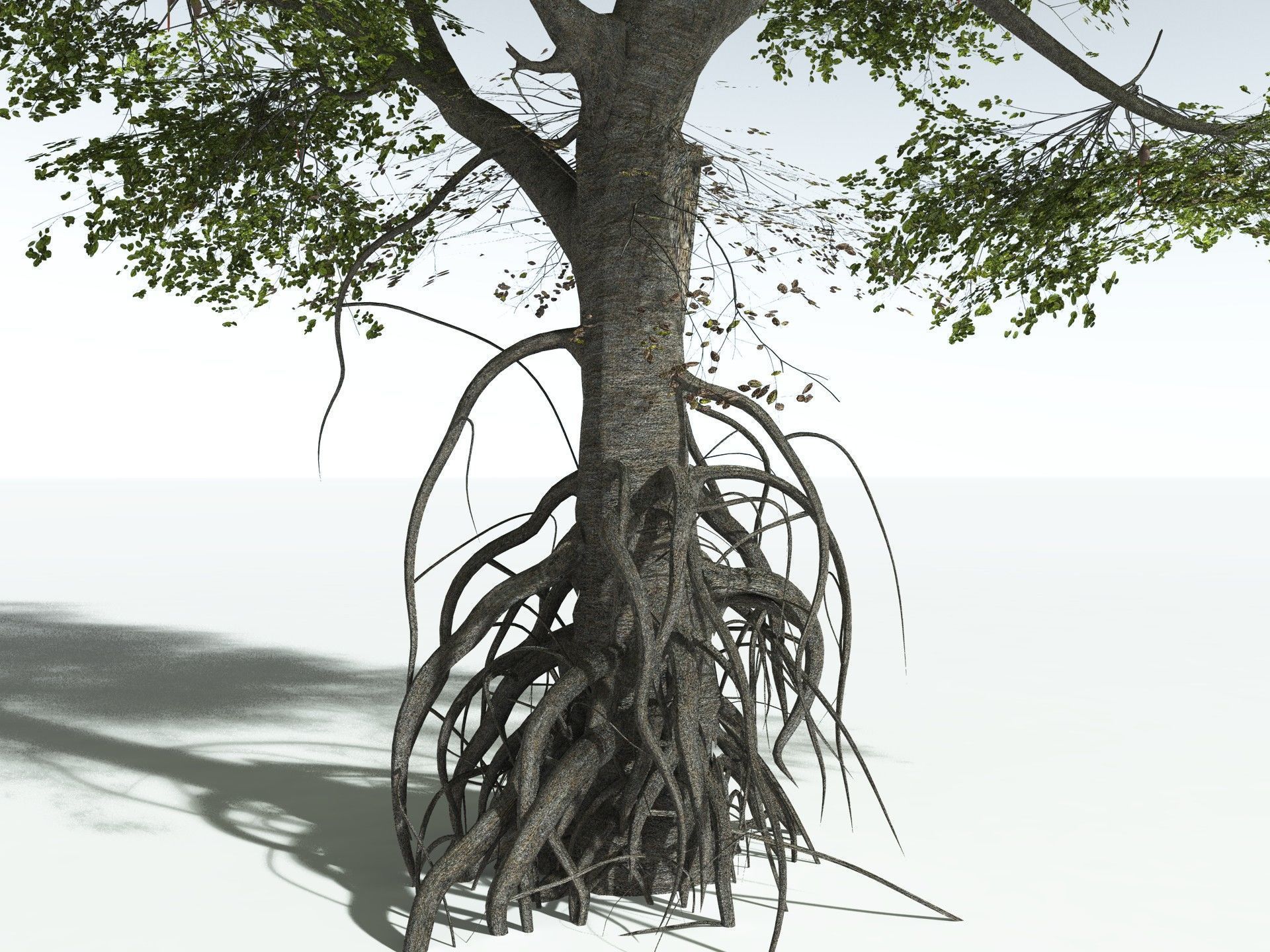 EVERYPlant Red Mangrove 3D model_13