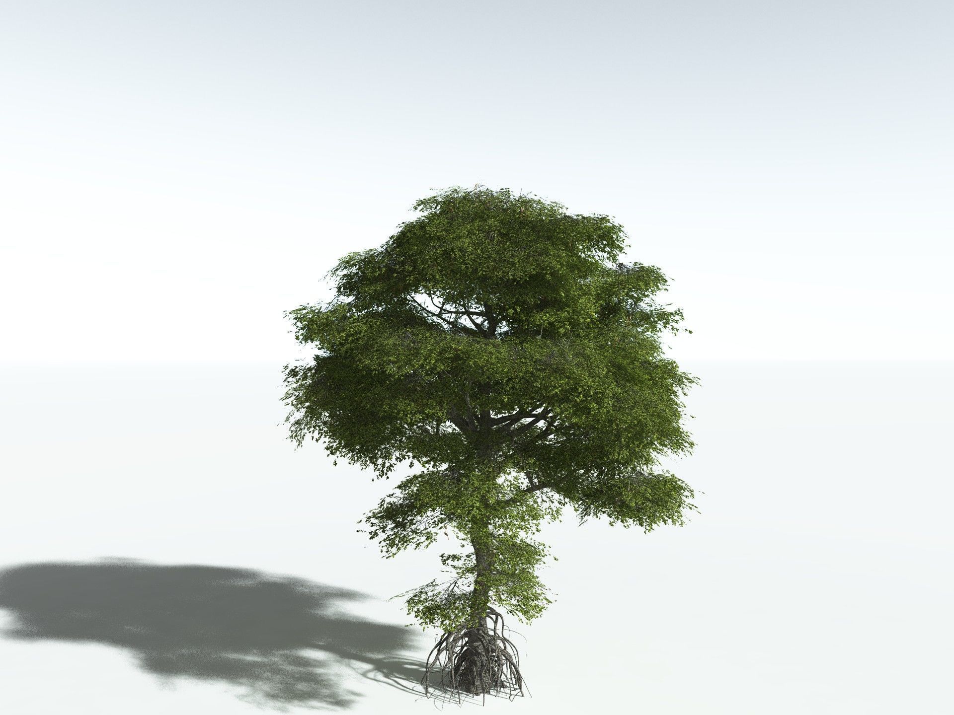 EVERYPlant Red Mangrove 3D model_10
