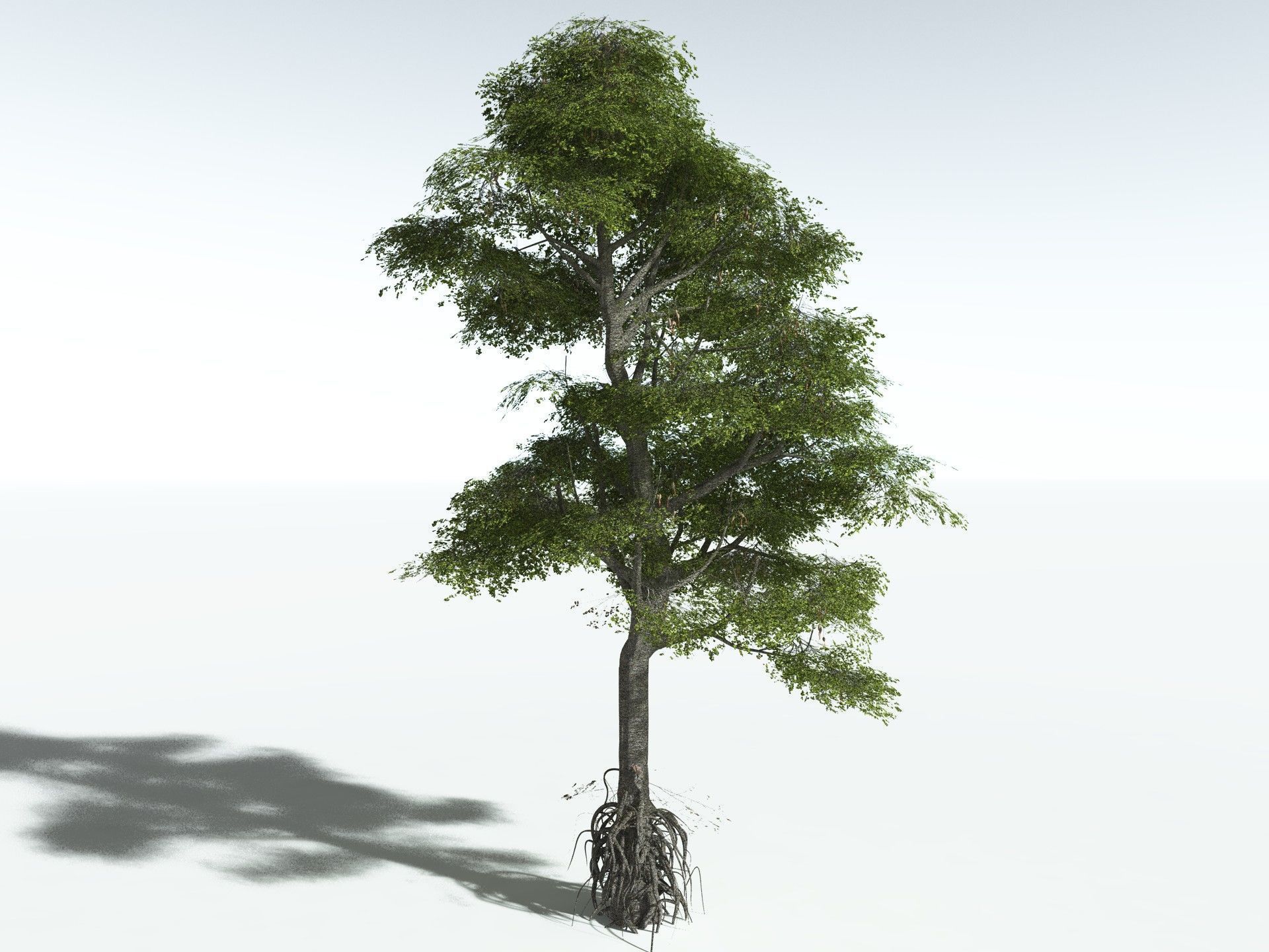 EVERYPlant Red Mangrove 3D model_4