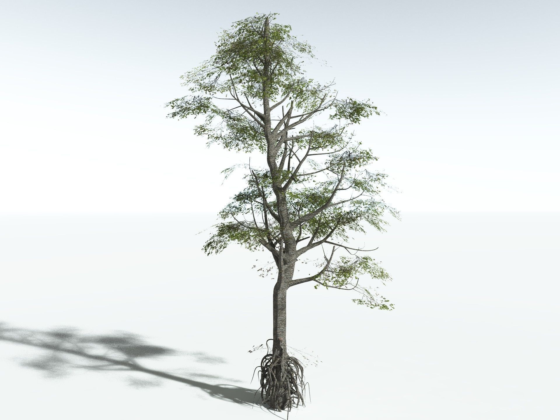 EVERYPlant Red Mangrove 3D model_14