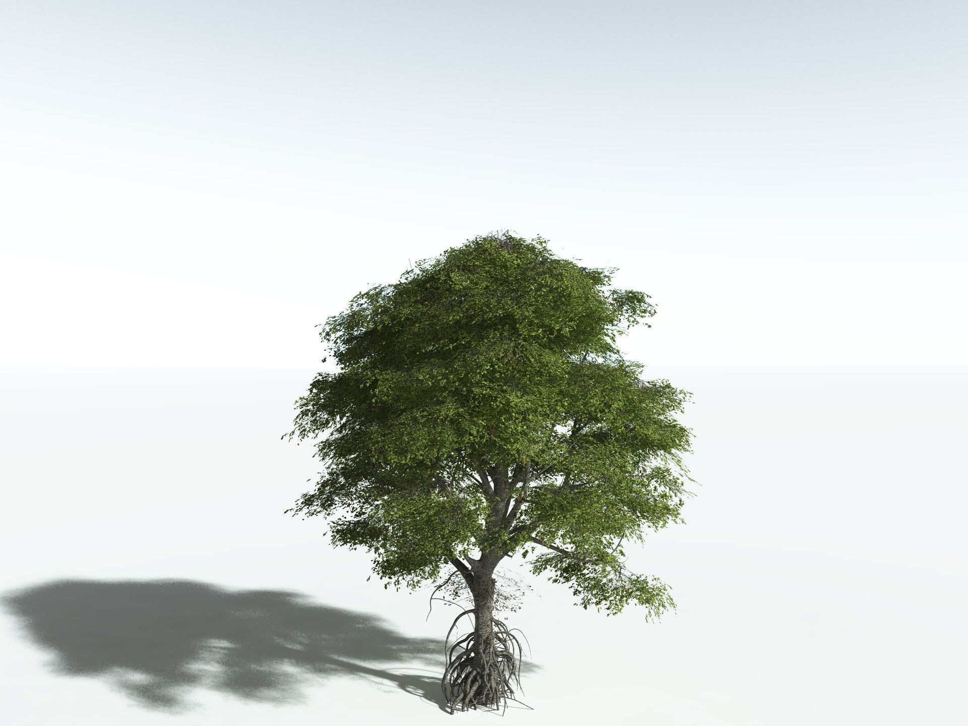 EVERYPlant Red Mangrove 3D model_2