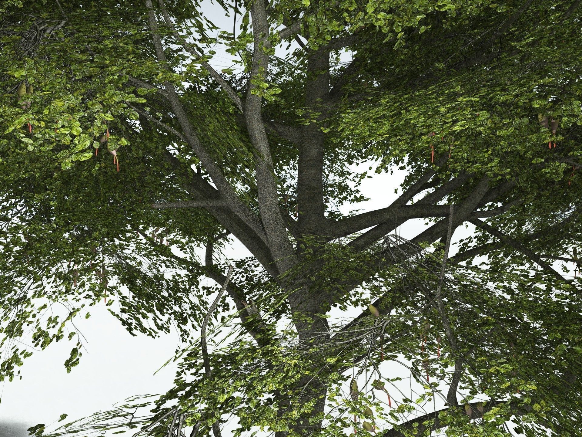 EVERYPlant Red Mangrove 3D model_1