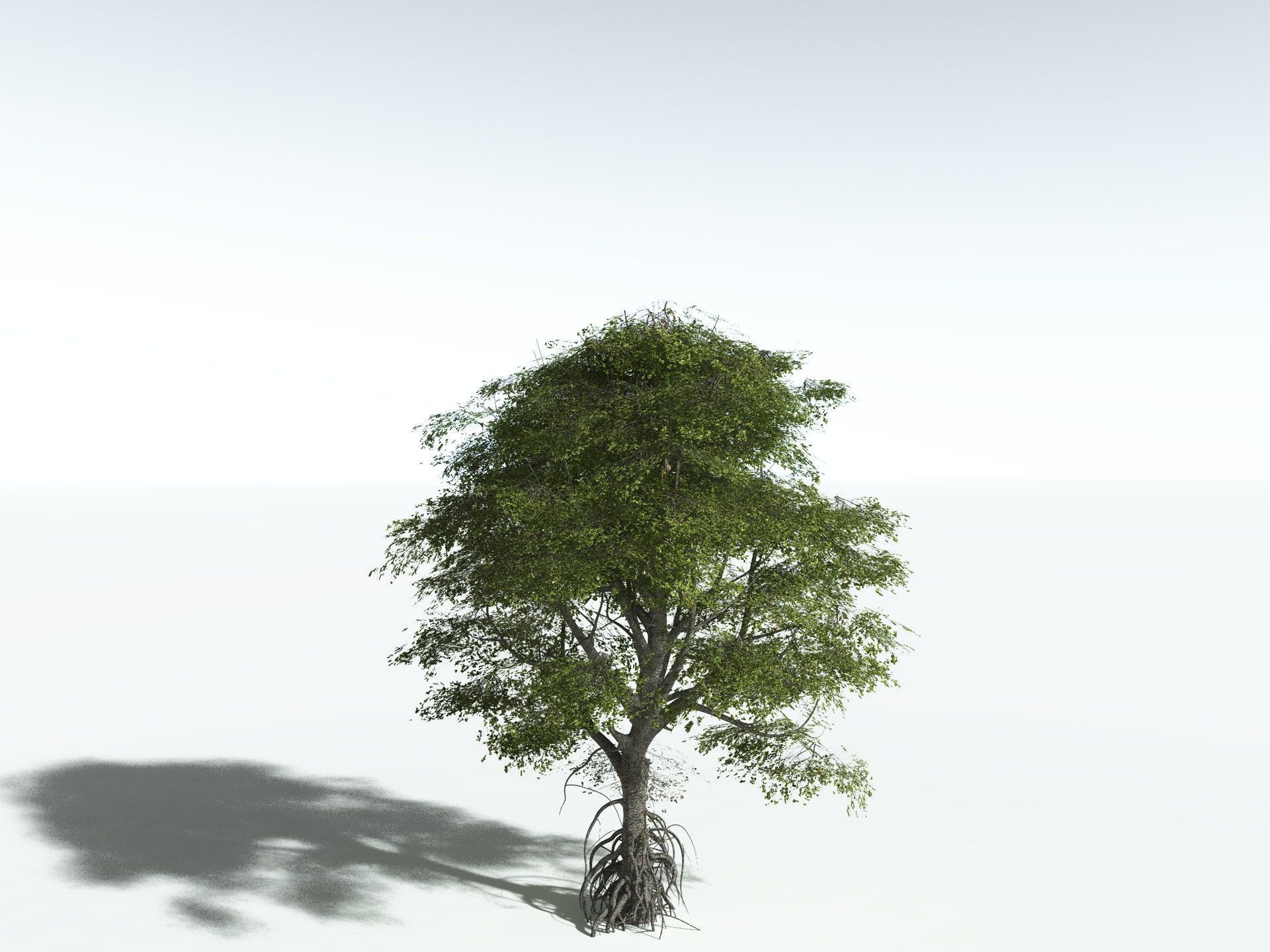 EVERYPlant Red Mangrove 3D model_12