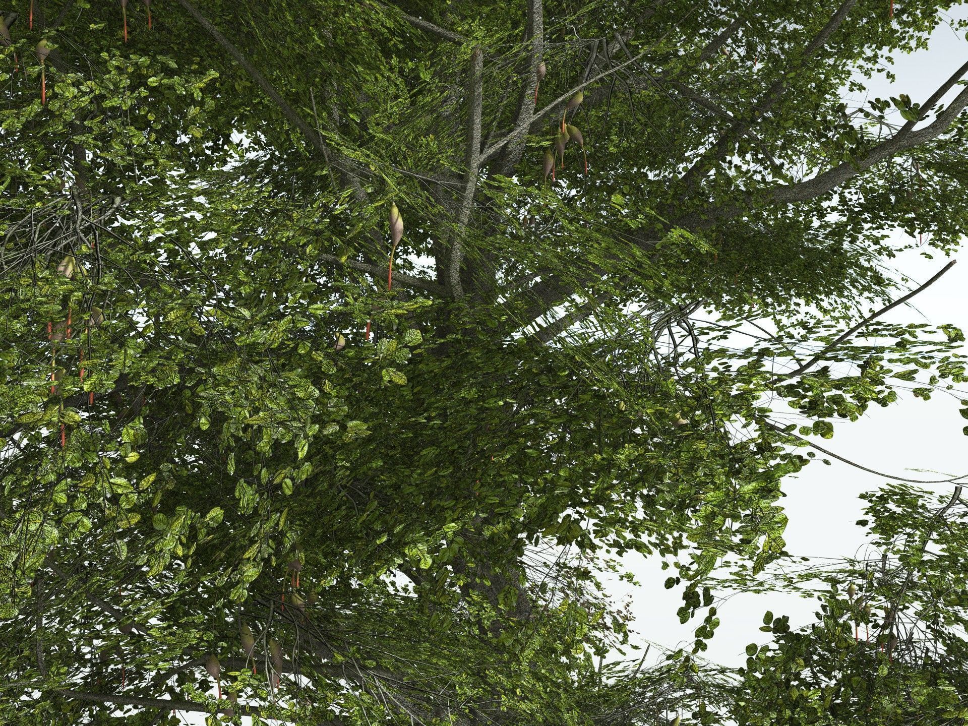 EVERYPlant Red Mangrove 3D model_7