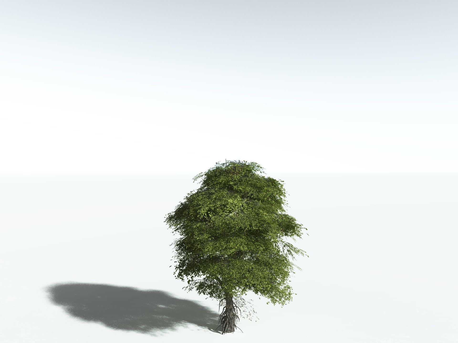 EVERYPlant Red Mangrove 3D model_22