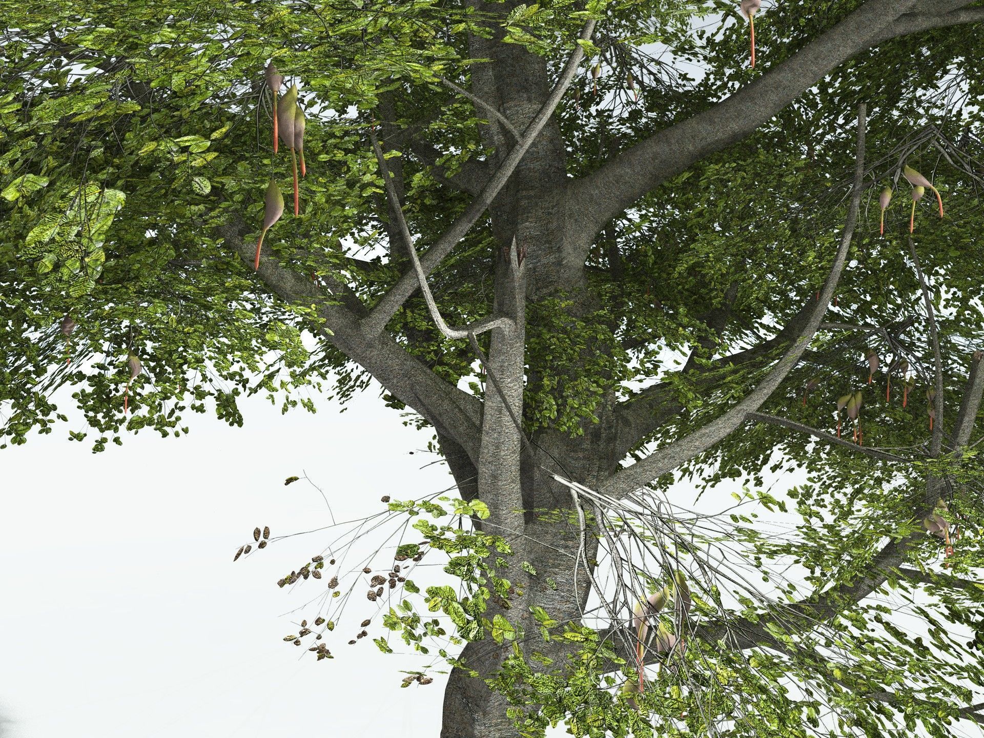 EVERYPlant Red Mangrove 3D model_5