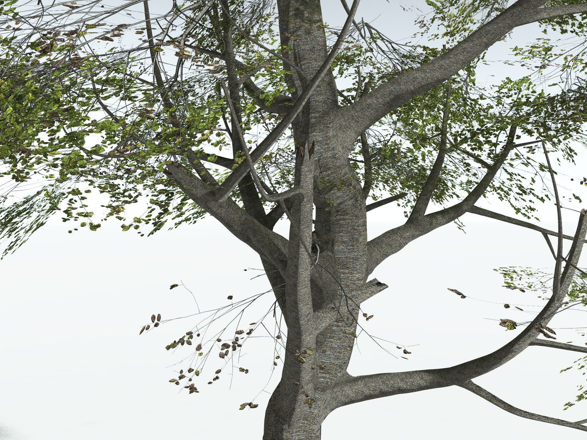 EVERYPlant Red Mangrove 3D model_15