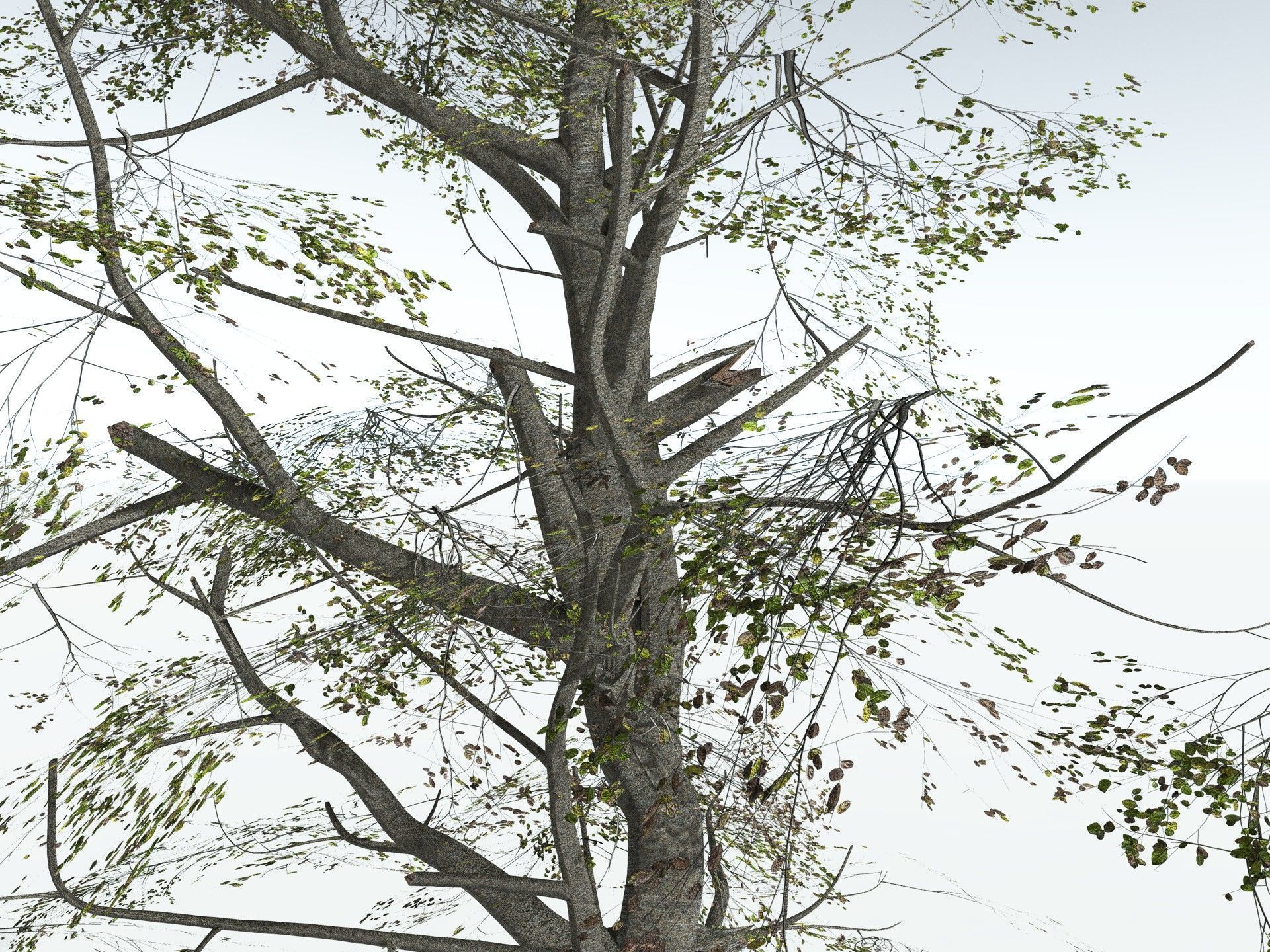 EVERYPlant Red Mangrove 3D model_17