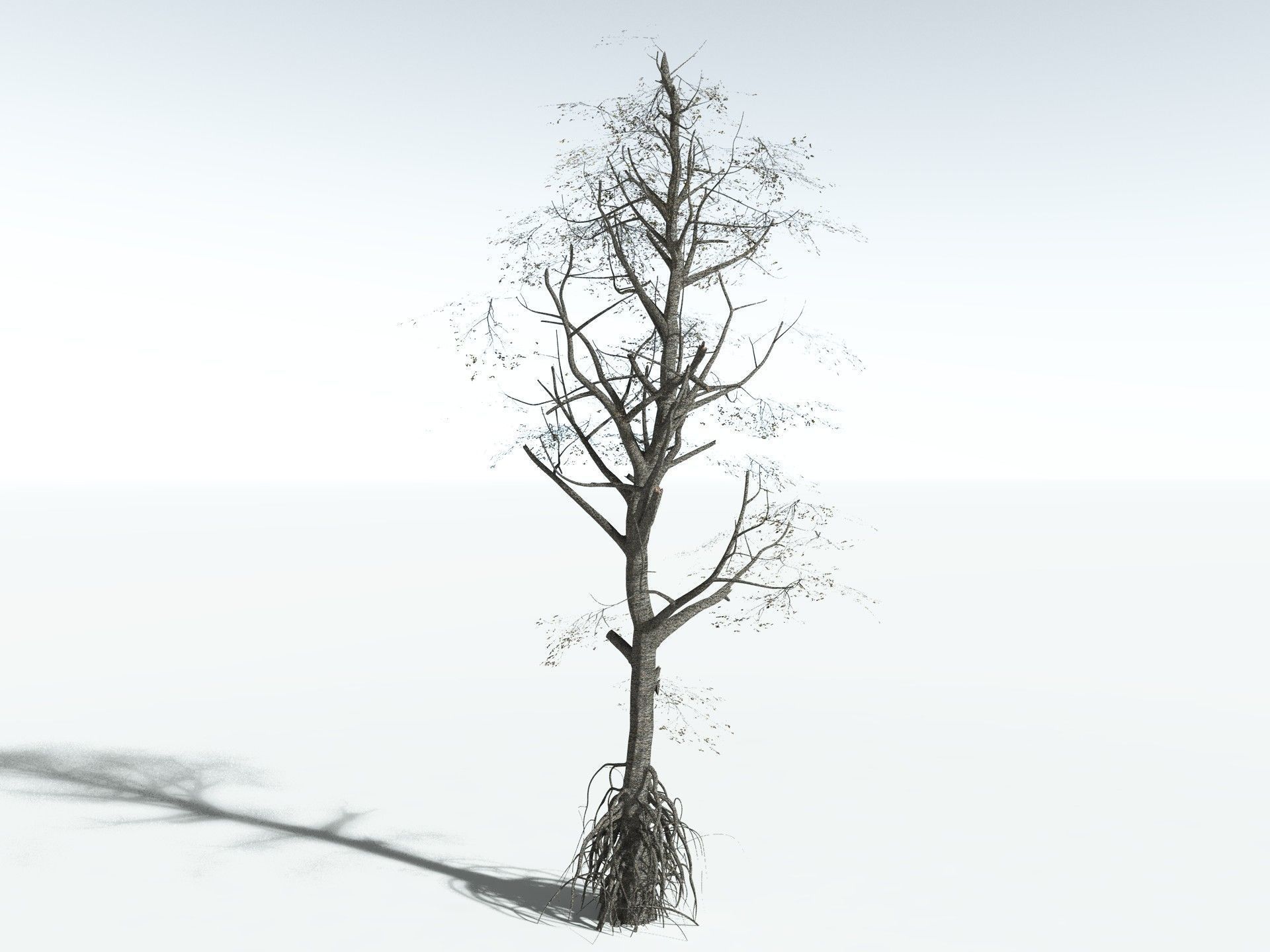 EVERYPlant Red Mangrove 3D model_18