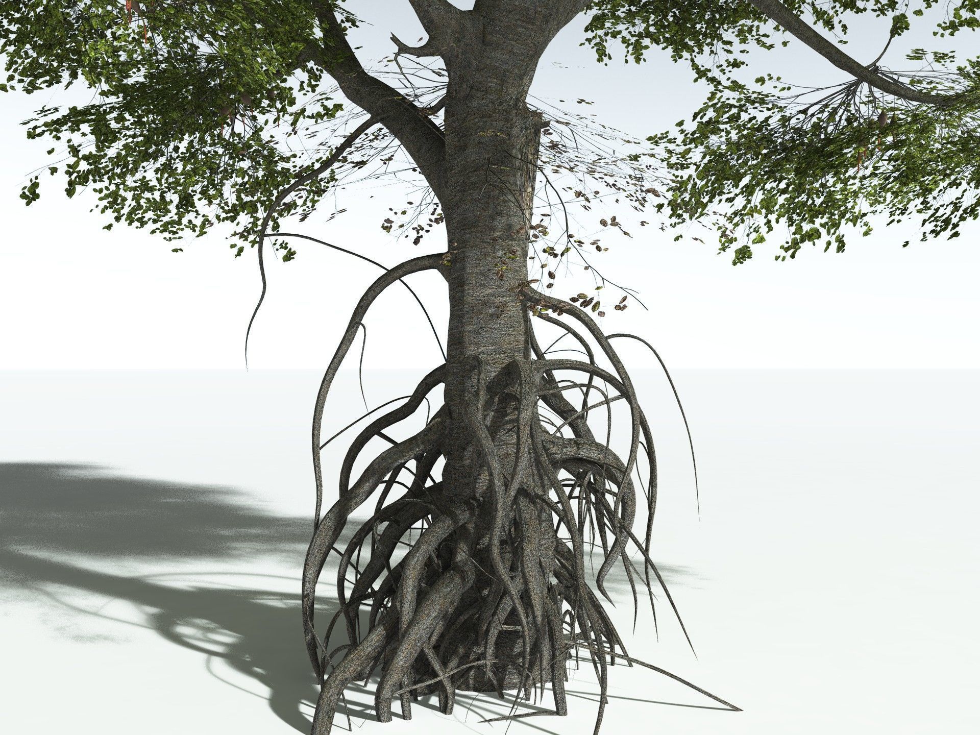 EVERYPlant Red Mangrove 3D model_3