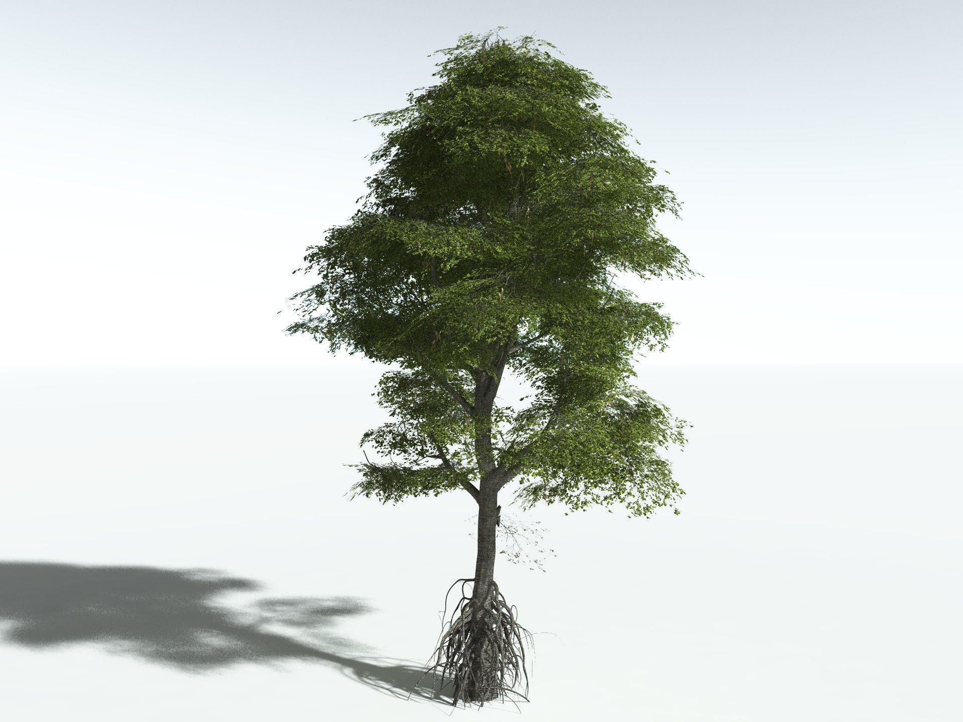 EVERYPlant Red Mangrove 3D model_8