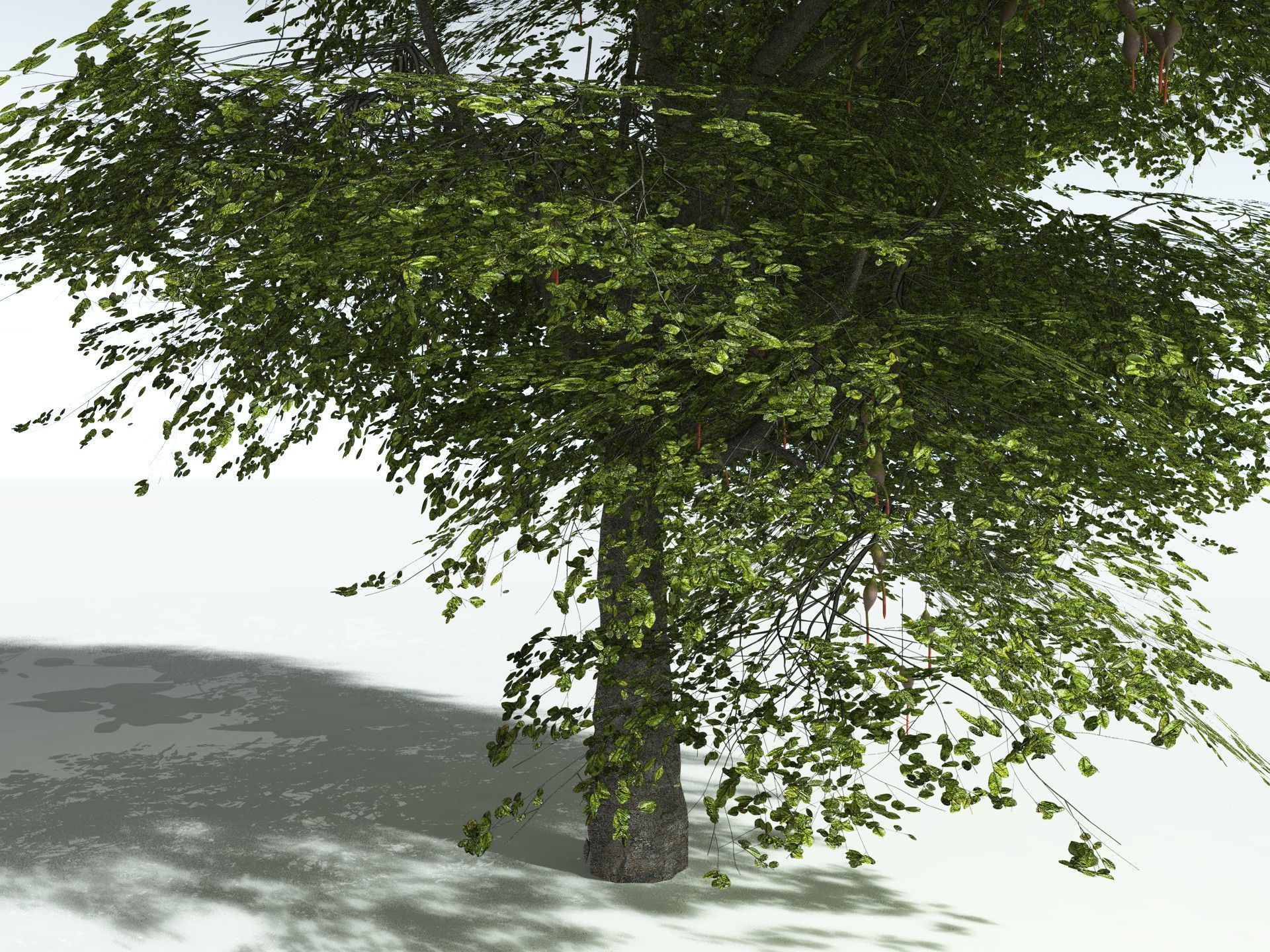 EVERYPlant Red Mangrove 3D model_25
